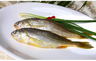 鑫東生態(tài)小黃魚(yú)